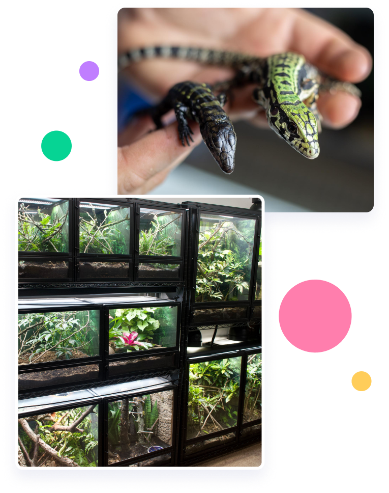 Set images of reptiles enclosures.
