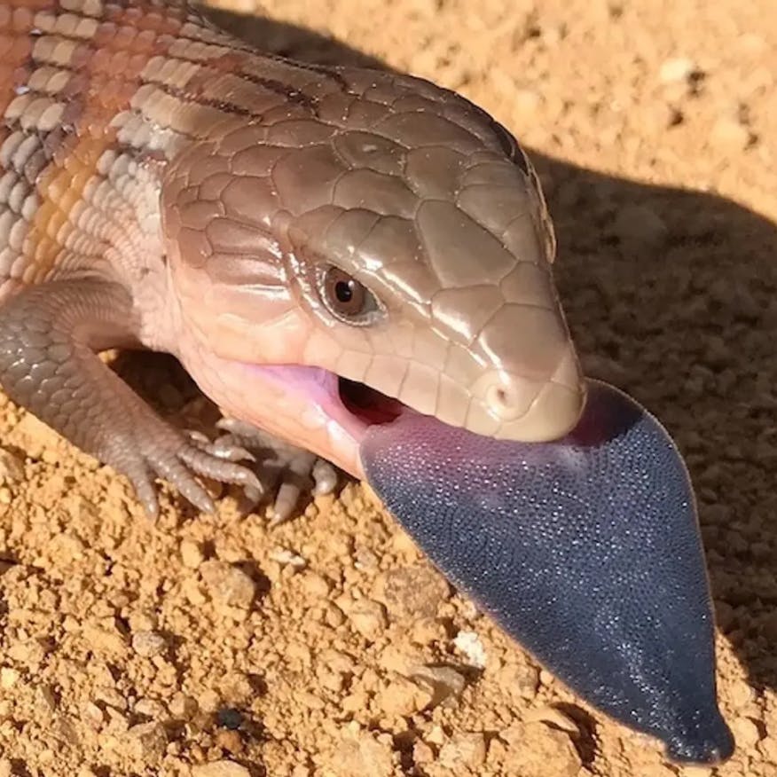 Image of Northern Blue Tongue Skink