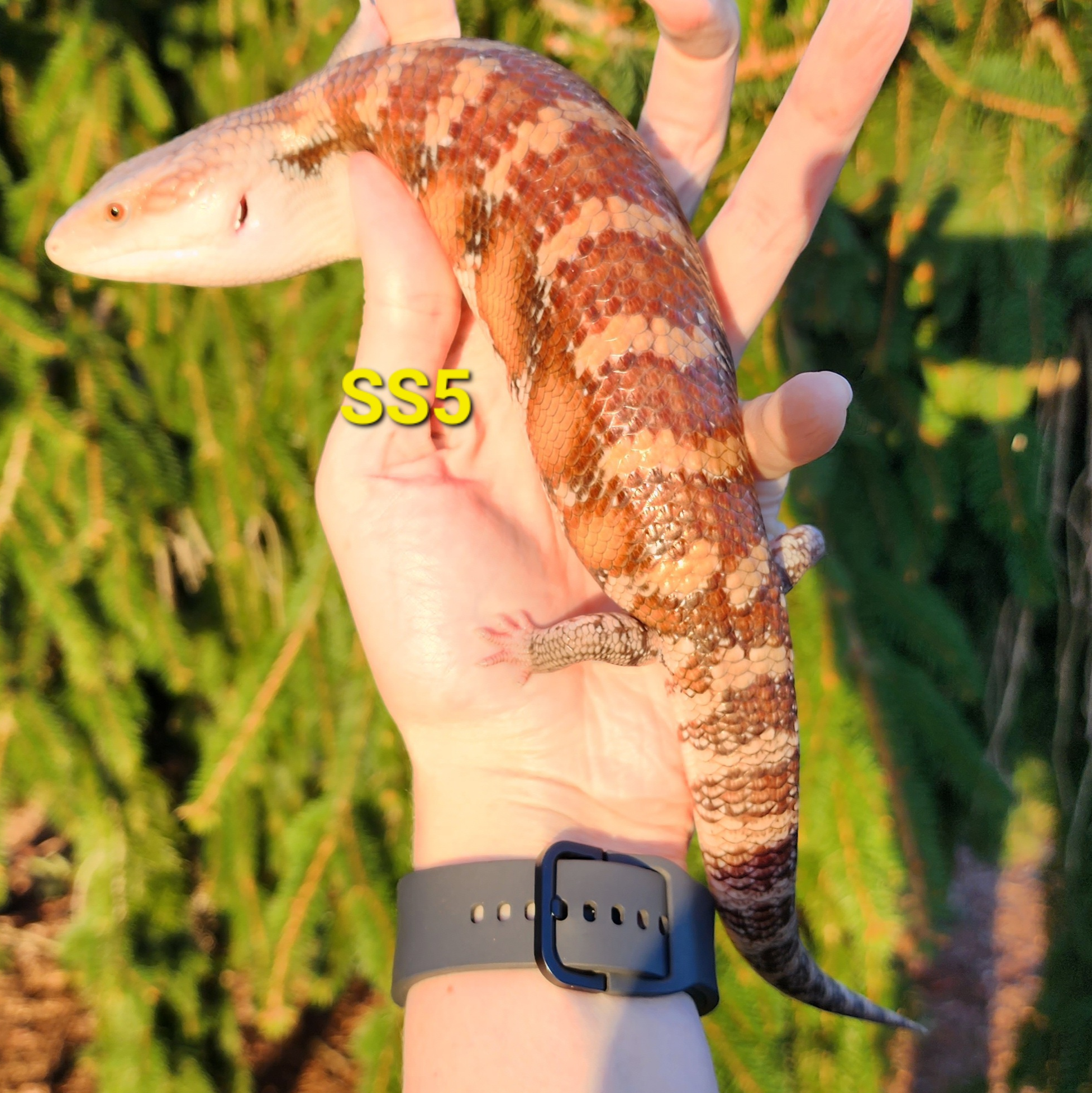 Image for SS5 2023 Red Classic Northern Blue Tongue Skink