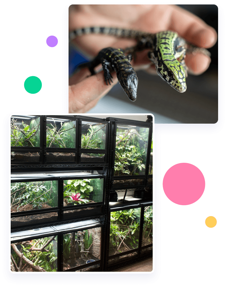 Set images of reptiles enclosures.