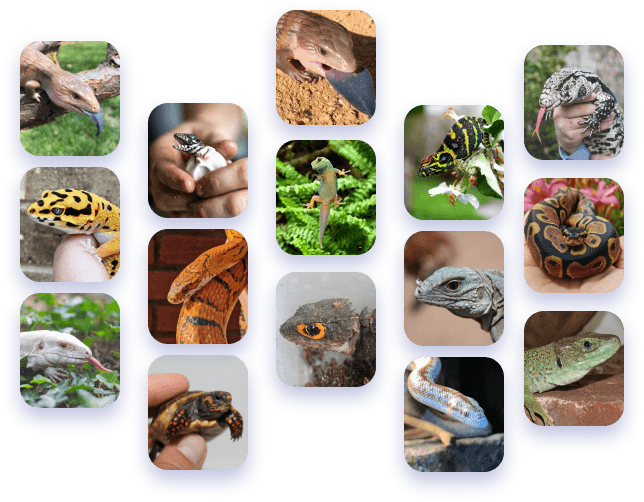 Set images of reptiles.