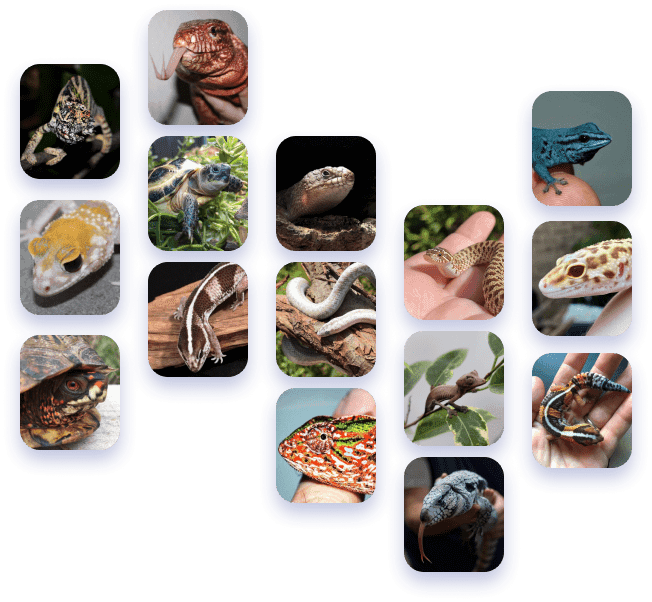 Set images of reptiles.