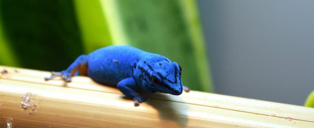 A gecko.