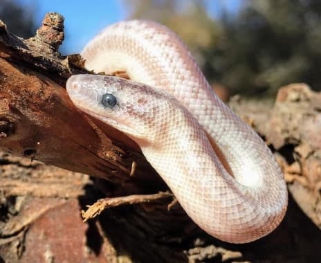 A gecko.