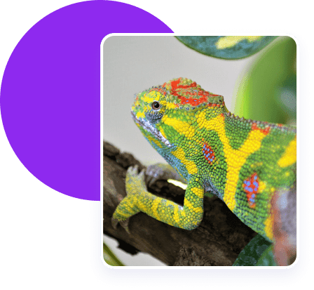 Reptile image.