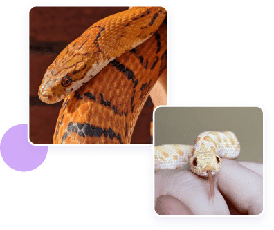 Reptile image.