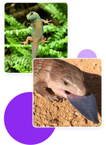 Reptile image.