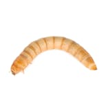 Preview image 1 for Live Mealworms (500) by The Bug Factory