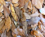 Preview image 5 for Live Oak Leaf Litter (1 Gallon) by Josh's Frogs