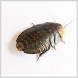 Preview image 1 for Extra Small (1/4-1/2") Discoid Roaches (25) by Ovipost