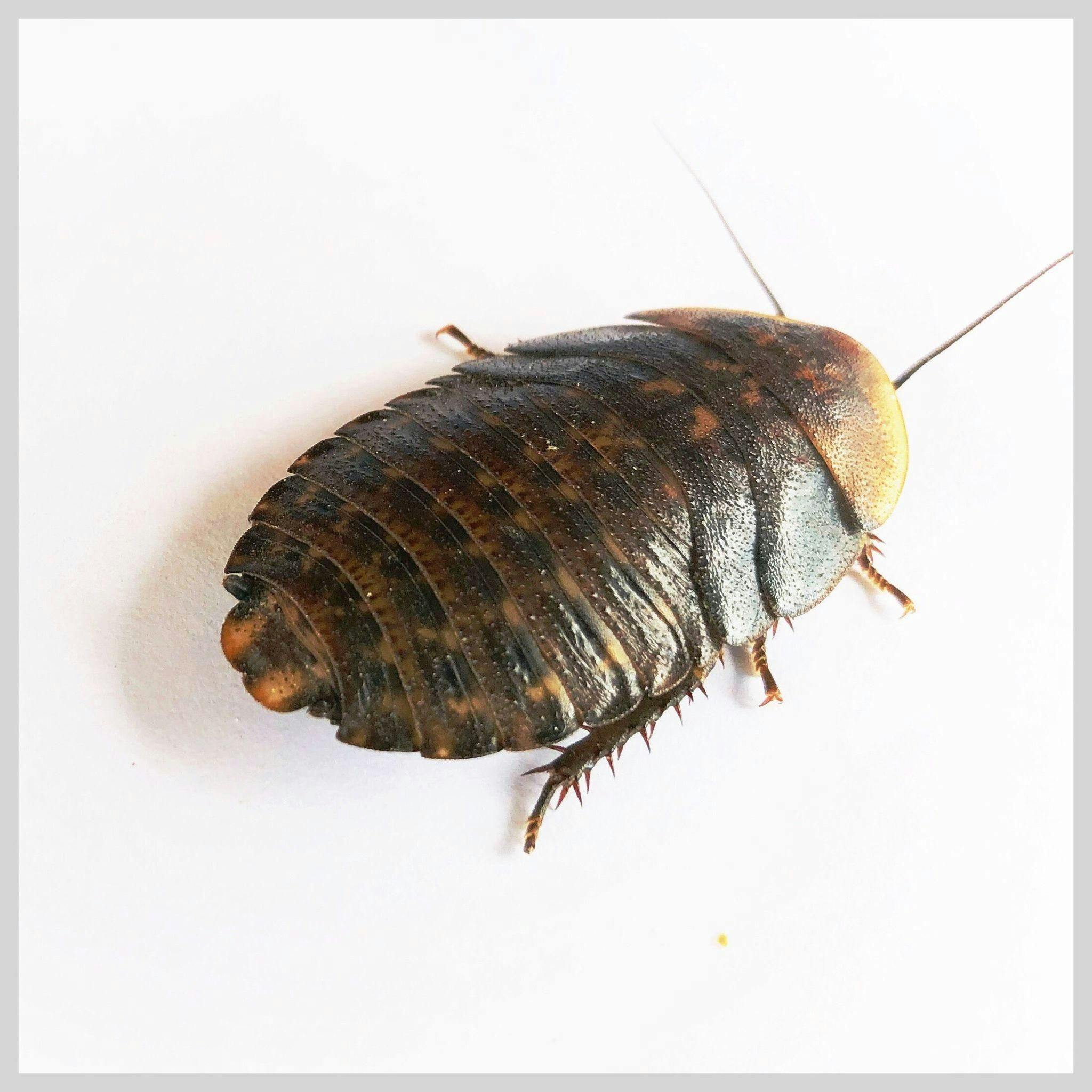 Image 1 for Extra Small (1/4-1/2") Discoid Roaches (25) by Ovipost