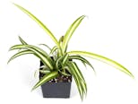 Preview image 5 for Chlorophytum comosum 'Spider Plant' (Grower's Choice) by Josh's Frogs