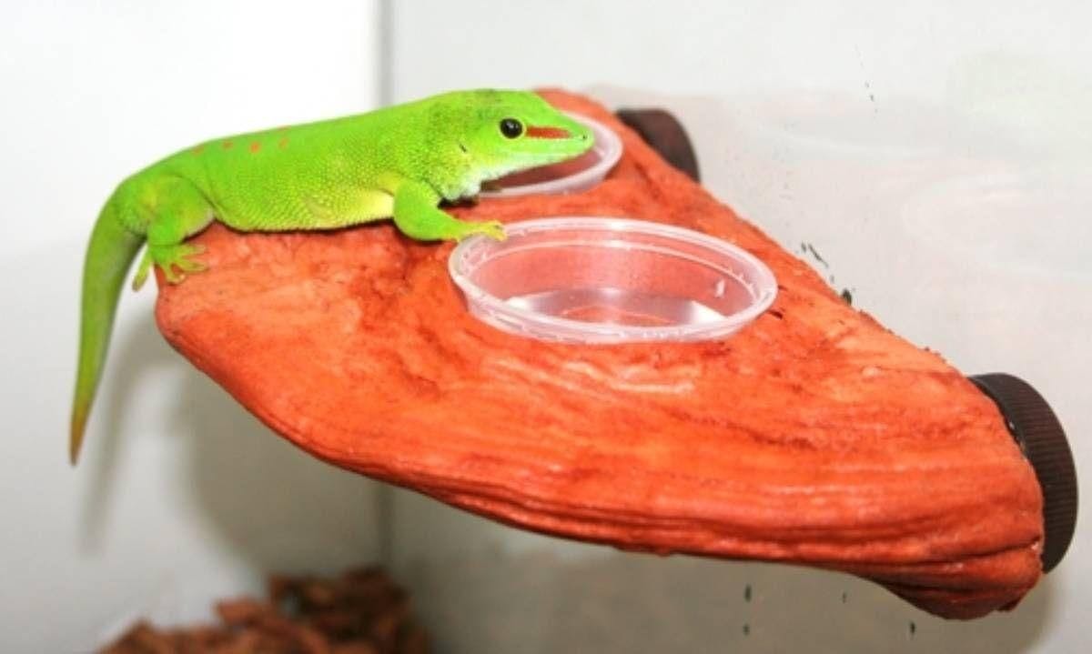 Image for MagNaturals Magnetic Gecko Ledge (Mojave) by Josh's Frogs