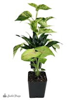 Preview image 7 for Small Tropical Vivarium Plant Kit (3 Plants) by Josh's Frogs