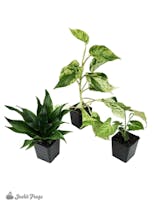 Preview image 2 for Small Tropical Vivarium Plant Kit (3 Plants) by Josh's Frogs