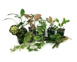 Preview image 1 for Tropical Vivarium Plant Kit (11 Plants) by Josh's Frogs
