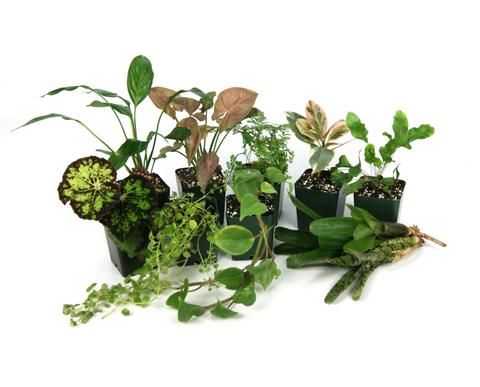Image 1 for Tropical Vivarium Plant Kit (11 Plants) by Josh's Frogs