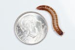 Preview image 2 for Extra Small (1/4-1/2") Superworms (250) by Ovipost