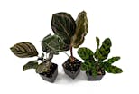 Preview image 3 for Calathea (Grower's Choice) by Josh's Frogs