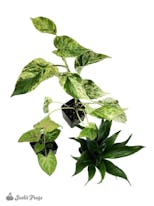 Preview image 9 for Small Tropical Vivarium Plant Kit (3 Plants) by Josh's Frogs