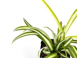 Preview image 8 for Chlorophytum comosum 'Spider Plant' (Grower's Choice) by Josh's Frogs