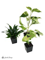 Preview image 8 for Small Tropical Vivarium Plant Kit (3 Plants) by Josh's Frogs