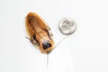 Preview image 6 for Extra Small (1/4-1/2") Discoid Roaches (25) by Ovipost