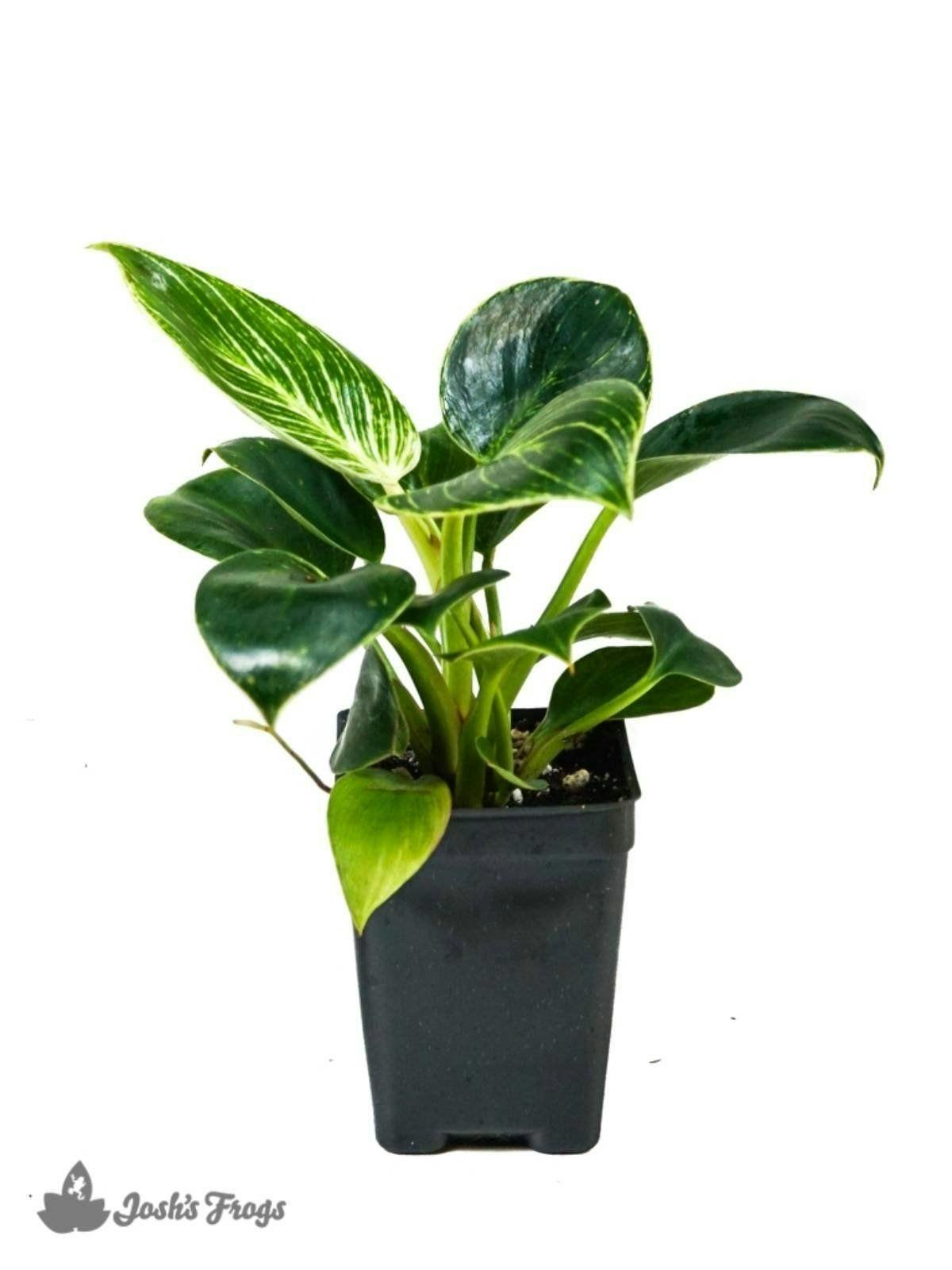 Image 1 for Philodendron (Grower's Choice) by Josh's Frogs