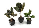 Preview image 1 for Calathea (Grower's Choice) by Josh's Frogs