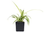Preview image 1 for Chlorophytum comosum 'Spider Plant' (Grower's Choice) by Josh's Frogs