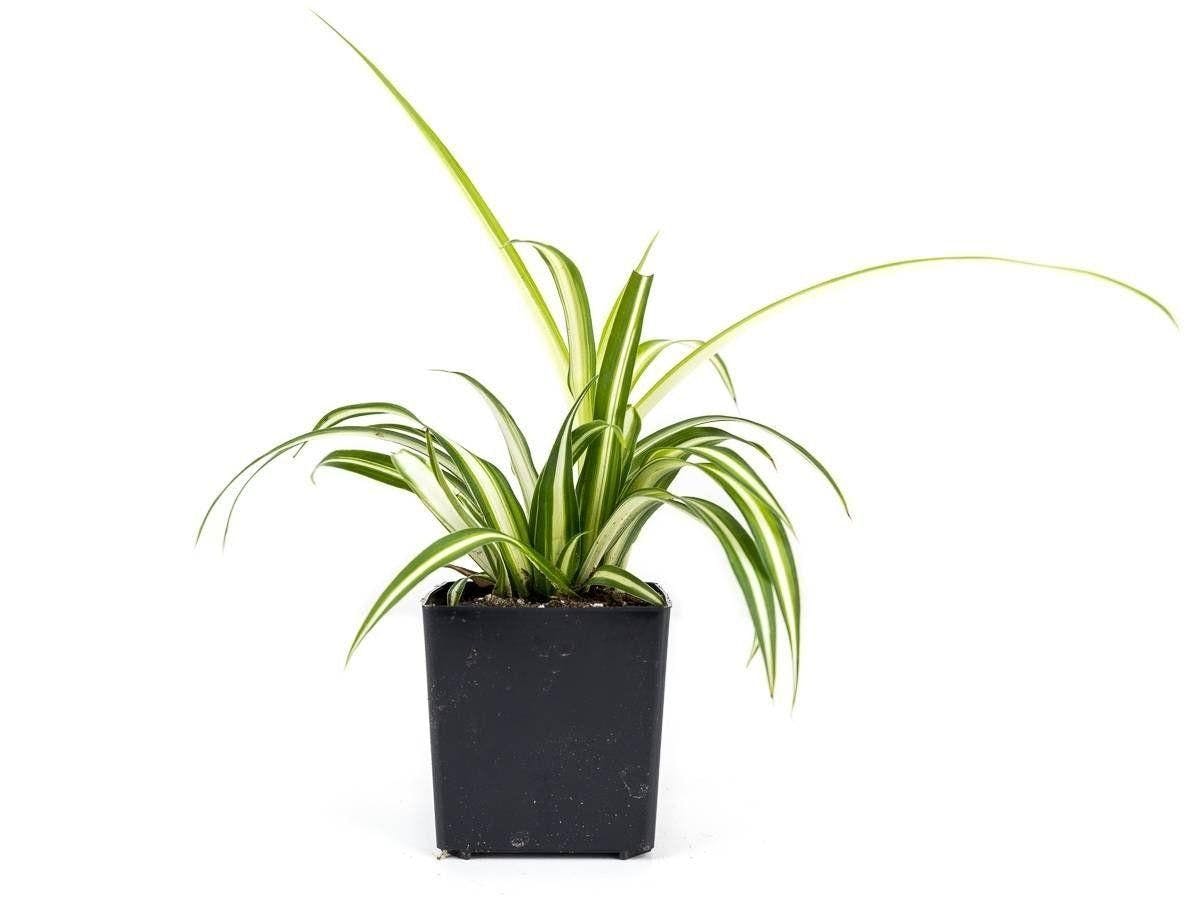 Image 1 for Chlorophytum comosum 'Spider Plant' (Grower's Choice) by Josh's Frogs