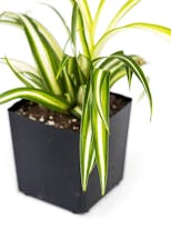 Preview image 10 for Chlorophytum comosum 'Spider Plant' (Grower's Choice) by Josh's Frogs