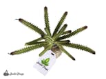 Preview image 2 for Josh's Frogs Artificial Euphorbia by Josh's Frogs