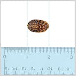 Preview image 2 for Extra Small (1/4-1/2") Discoid Roaches (25) by Ovipost