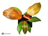 Preview image 4 for Philodendron (Grower's Choice) by Josh's Frogs