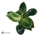 Preview image 3 for Philodendron (Grower's Choice) by Josh's Frogs