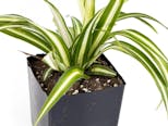 Preview image 9 for Chlorophytum comosum 'Spider Plant' (Grower's Choice) by Josh's Frogs