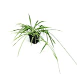 Preview image 2 for Chlorophytum comosum 'Spider Plant' (Grower's Choice) by Josh's Frogs
