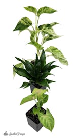 Preview image 4 for Small Tropical Vivarium Plant Kit (3 Plants) by Josh's Frogs