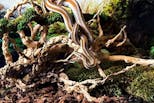 Preview image 3 for Galapagos Spiderwood (12-24”) by Josh's Frogs