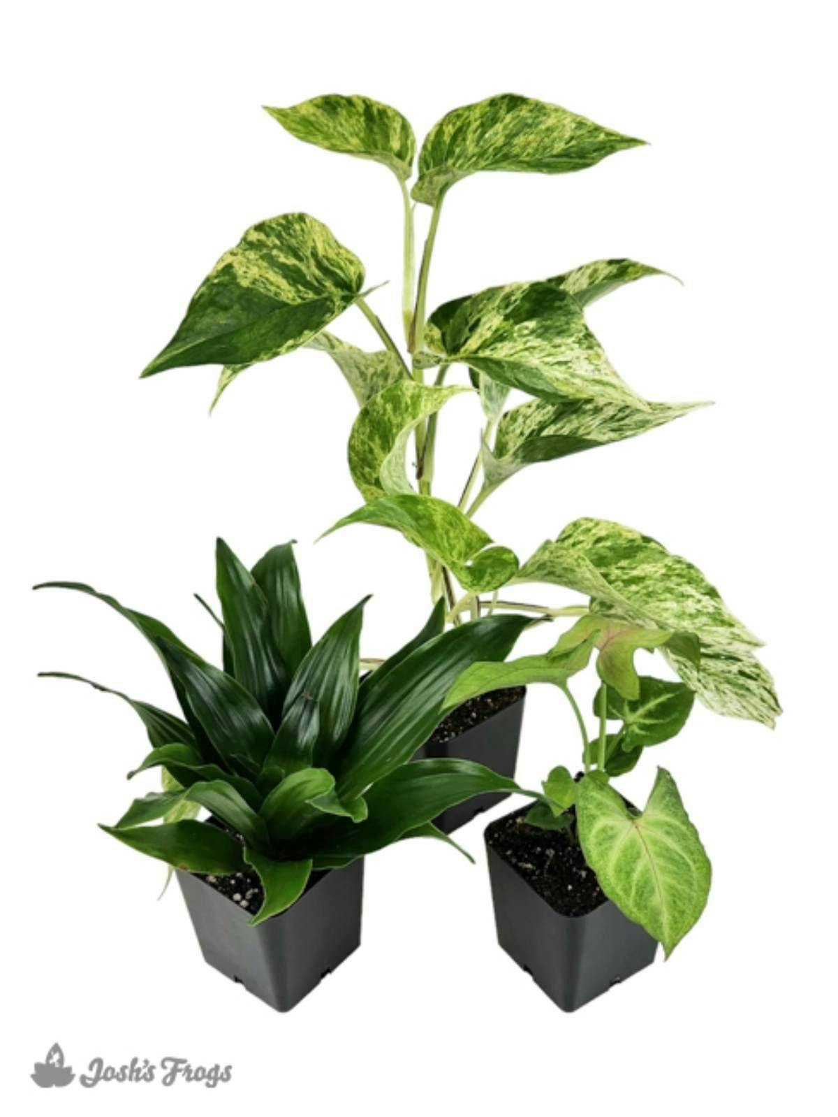 Image 1 for Small Tropical Vivarium Plant Kit (3 Plants) by Josh's Frogs