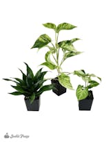 Preview image 3 for Small Tropical Vivarium Plant Kit (3 Plants) by Josh's Frogs