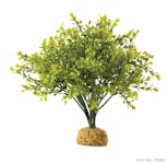 Preview image 1 for Exo Terra Boxwood Bush by Josh's Frogs