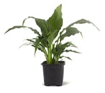 Preview image 1 for Spathiphyllum (Grower's Choice) by Josh's Frogs