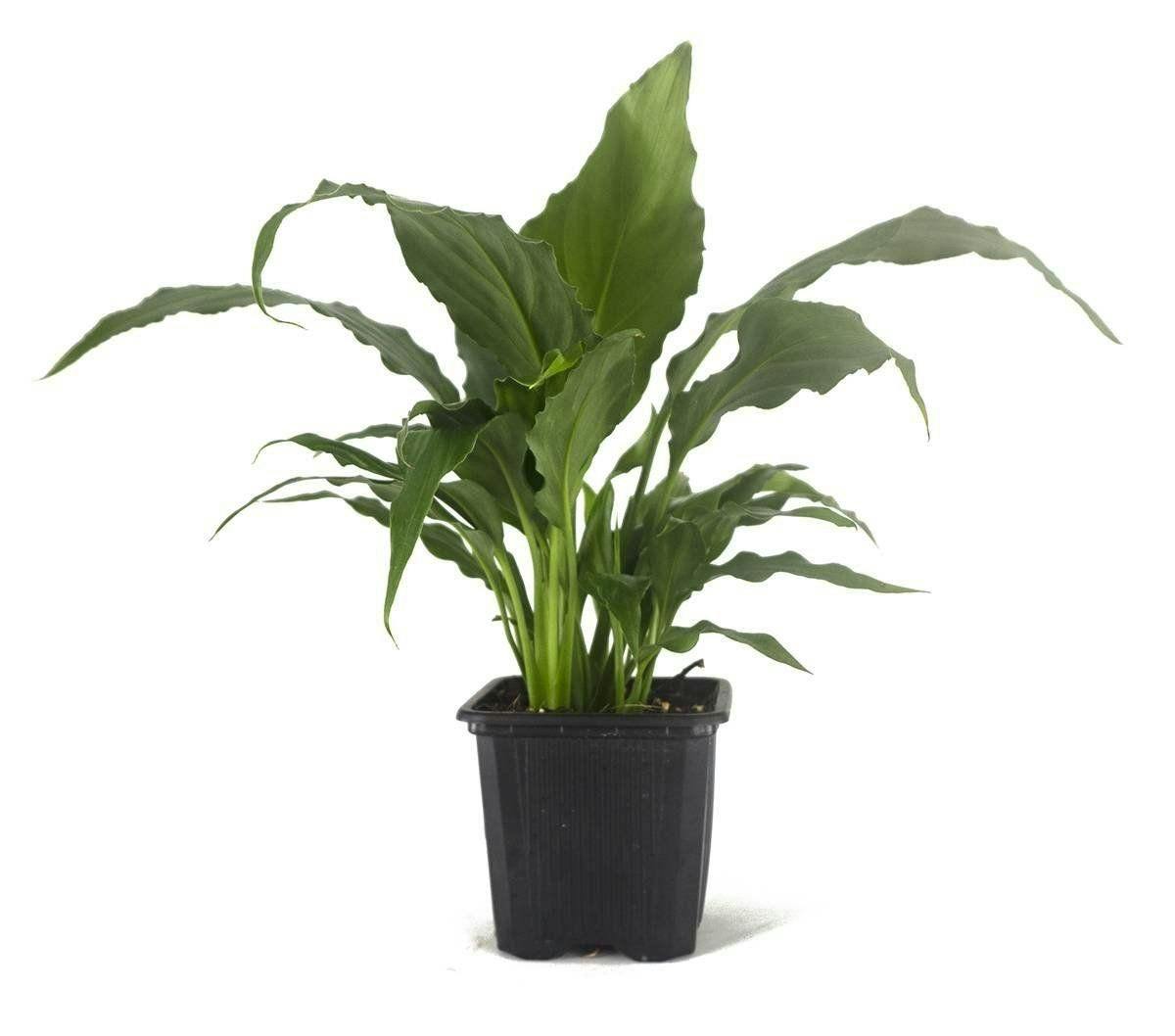 Image 1 for Spathiphyllum (Grower's Choice) by Josh's Frogs
