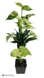 Preview image 6 for Small Tropical Vivarium Plant Kit (3 Plants) by Josh's Frogs