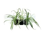 Preview image 3 for Chlorophytum comosum 'Spider Plant' (Grower's Choice) by Josh's Frogs