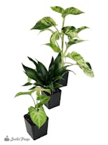 Preview image 5 for Small Tropical Vivarium Plant Kit (3 Plants) by Josh's Frogs