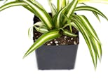 Preview image 7 for Chlorophytum comosum 'Spider Plant' (Grower's Choice) by Josh's Frogs
