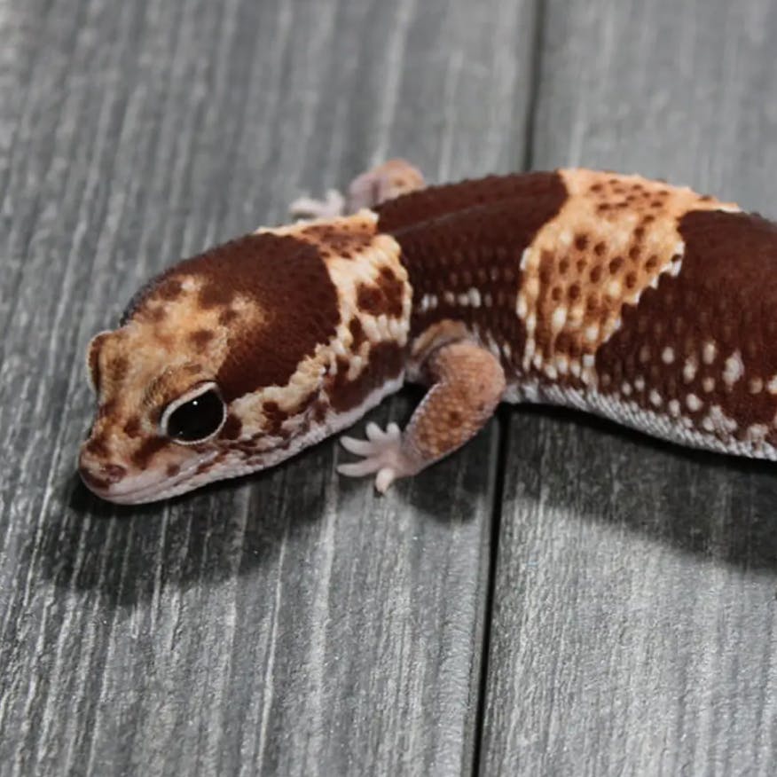Image of African Fat-Tailed Gecko